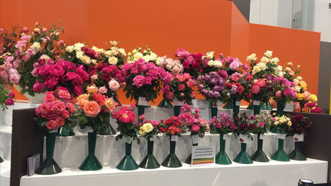 Roses By The Seaside: National Rose Championships And Conference - Accommodation Perth 1