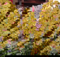Sapphire Coast Orchid Club Winter Orchid Show