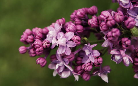 69th Annual Goulburn Lilac City Festival - Accommodation Perth 0