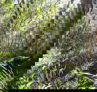 Bottlebutt Bash Trail Run - Accommodation Perth