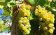 GetawaysSA Bringing Barossa To Your Door - thumb 0