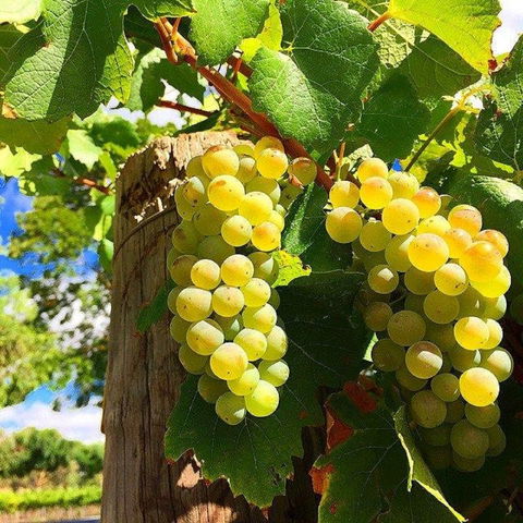 GetawaysSA Bringing Barossa To Your Door - Accommodation Perth 0