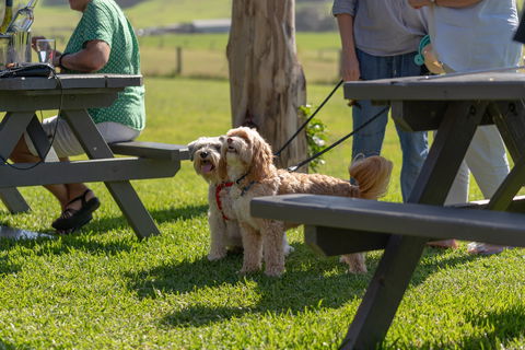 Live Music Sundays At Mountain Ridge Wines - Accommodation Perth 1