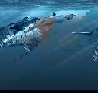 Sea Monsters - Prehistoric Ocean Predators - Accommodation Perth