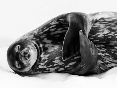 Wildlife Photographer Of The Year - Accommodation Perth 0