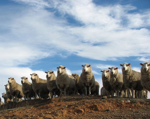 Annual Bredbo Sheep Dog Trials - Accommodation Perth 0