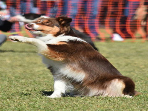 Dogs In The Park NSW Orange - Accommodation Perth 0