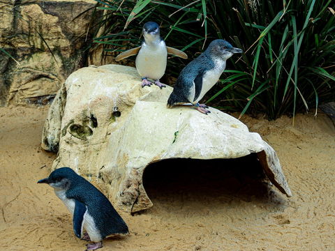 Sydney's Aquarium - Accommodation Perth 2