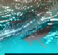 Ningaloo Lodge Exmouth - Accommodation Perth