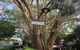 Montville Suites - thumb 5