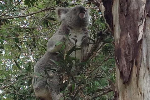 Maleny Country Cottages - Accommodation Perth 5
