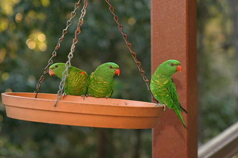 Maleny Country Cottages - Accommodation Perth 1