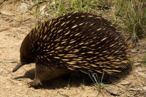 Brigadoon Cottages - Perth Resorts 7