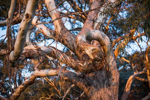 Dragonfly Cottages - Accommodation Perth 4