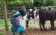 Manderley Park Farmstay B & B - thumb 0