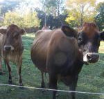 Drumreagh Bed  Breakfast Cabins - Accommodation Perth