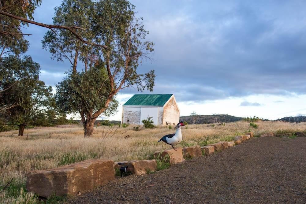 Hollow Tree TAS Accommodation Perth
