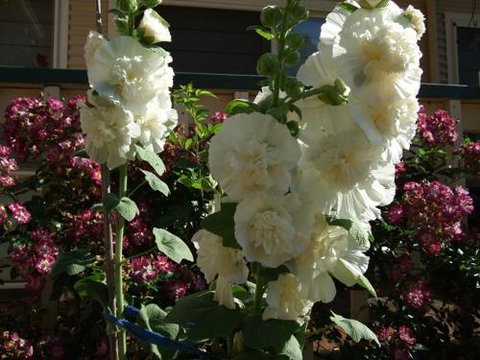 Nannup Riverview Cottage - Accommodation Perth 2