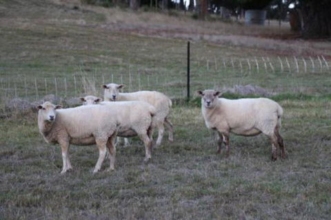 Wattle Grove Homestead Bed & Breakfast - Accommodation Perth 3