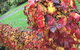 Goldberryaccommodation - thumb 3