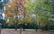 Goldberryaccommodation - thumb 1