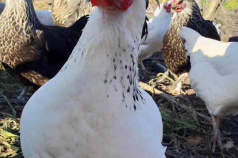 Lockleigh Park - Perth Resorts 3