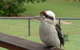 Eumundi Cottages Cottage 1 - thumb 3