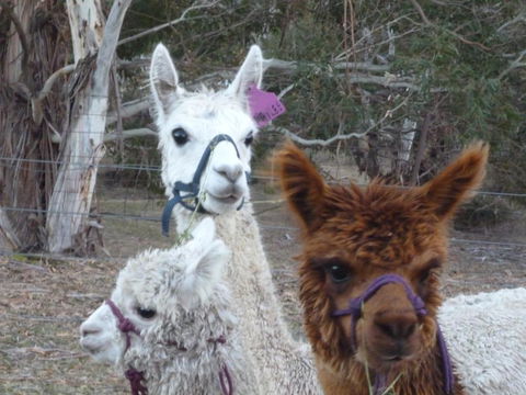Woodvale At Cooma - Accommodation Perth 1