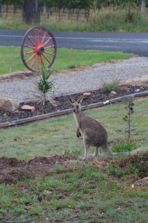 Namar Yurt - Accommodation Perth 1