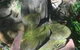 The Tree House. Treetop Living Near The Ocean Coolum Beach QLD Australia - thumb 0