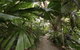 Castaways Resort & Spa Rainforest - thumb 6