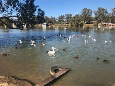 Discovery Parks - Mildura, Buronga Riverside - Perth Resorts 1