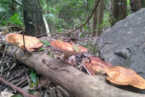 Ruah Rain Forest Retreat - Accommodation Perth 3