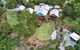 Jetavana Grove - thumb 6