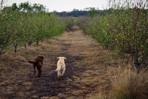 Straw House Farm B & B - Perth Resorts 2