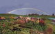 Boat Harbour Garden Cottages - thumb 0