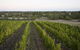 Barristers Block Vigneron Villa - thumb 3