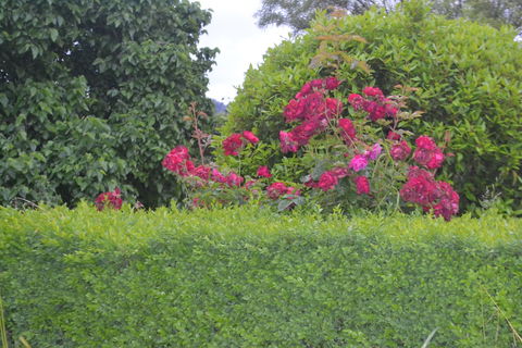 Mulberry Cottage B&B - Perth Resorts 1