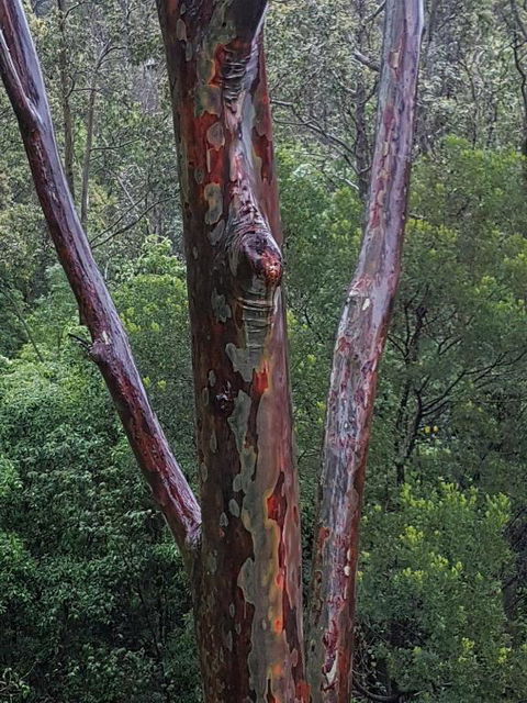 Bellbird Cottage B & B - Accommodation Perth 6