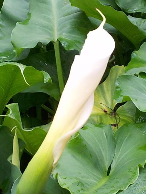 Bellbird Cottage B & B - Accommodation Perth 3