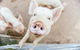 Blackwattle Farm B&B And Farm Stay - thumb 1