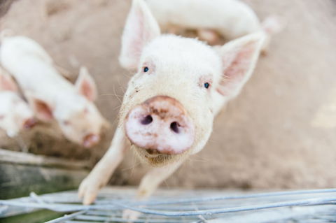 Blackwattle Farm B&B And Farm Stay - Accommodation Perth 1