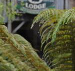 The Wombat Cottage - Accommodation Perth