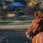 Historic Oak Hill House Estate Truffle Gourmet Festival Region - Accommodation Perth 0