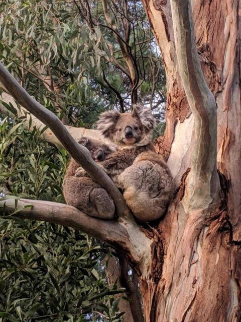 Kangaroo Manor - Accommodation Perth 2