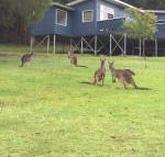 Blue House Denmark - Perth Resorts