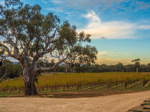 Shadow Creek McLaren Vale - Accommodation Perth 3