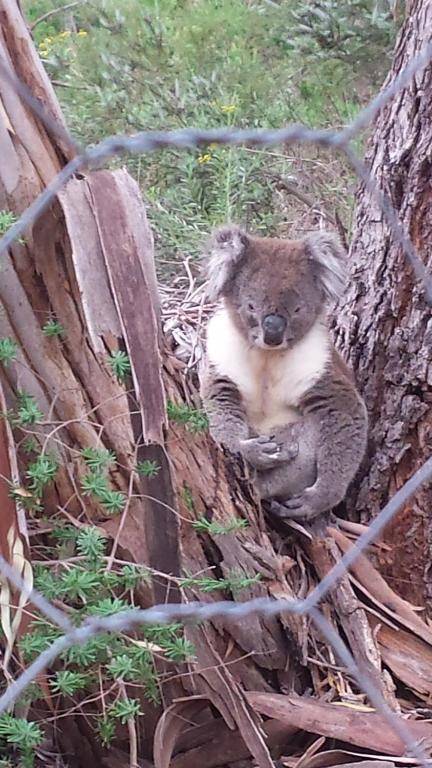 Stringybark Hills Retreat - Perth Resorts 3