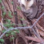 Stringybark Hills Retreat - Perth Resorts 0