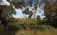 Barossa Glen Henris Cottage Bed & Breakfast - thumb 6